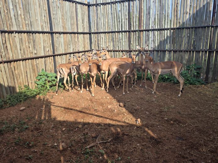 ROOIBOKKE | HANLEY 2