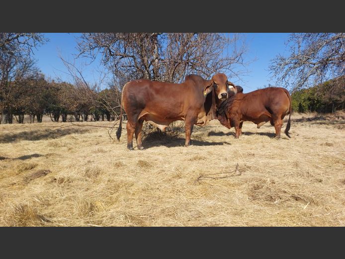 ZM20903 | LOVEDALE BOERDERY