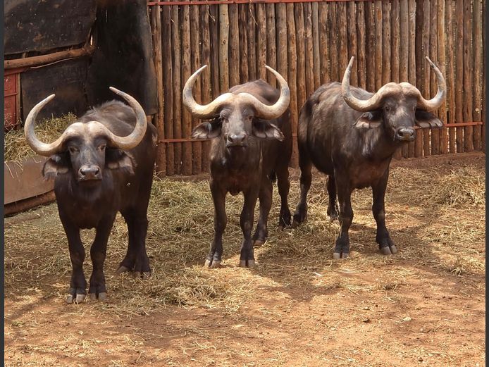 BUFFEL | NYLSVLEI GAME