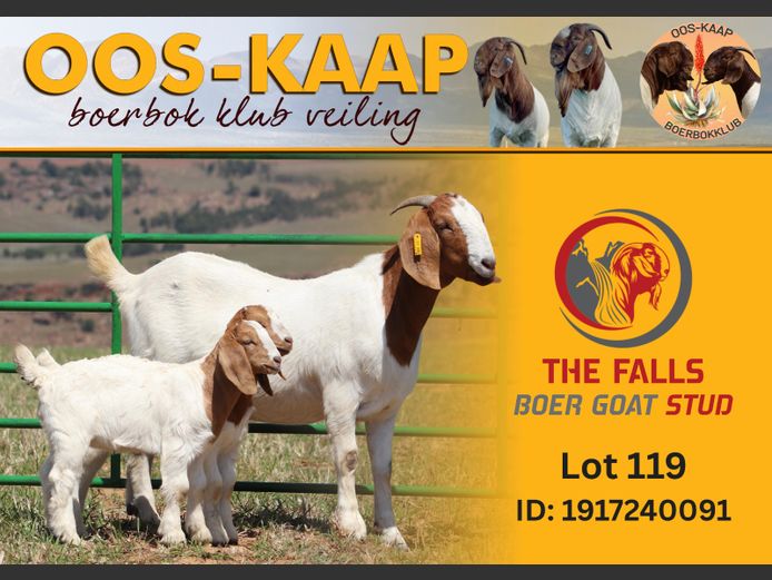 24-91 | The Falls Boergoat Stud
