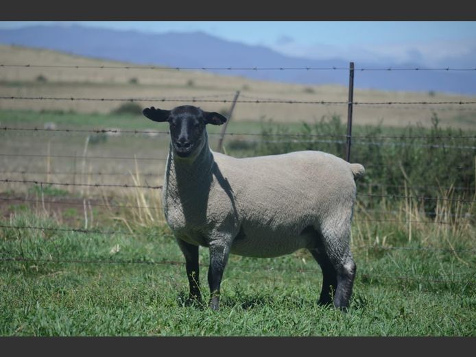 301 240423 | TWEESEUNS