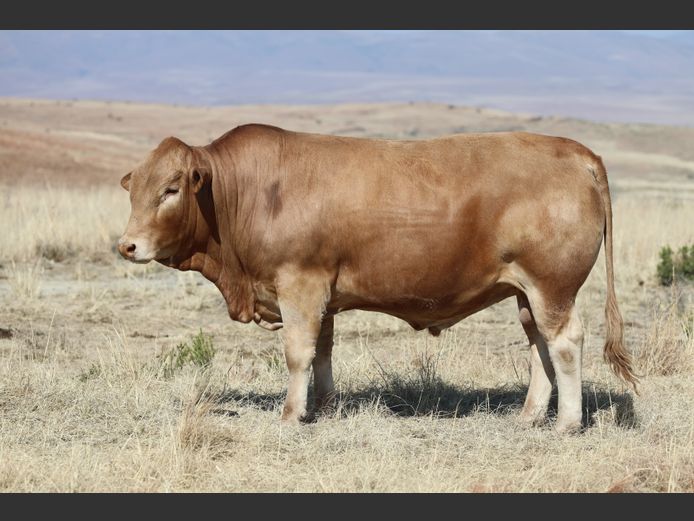 HBH 240016 | CLARK CATTLE COMPANY PTY LTD