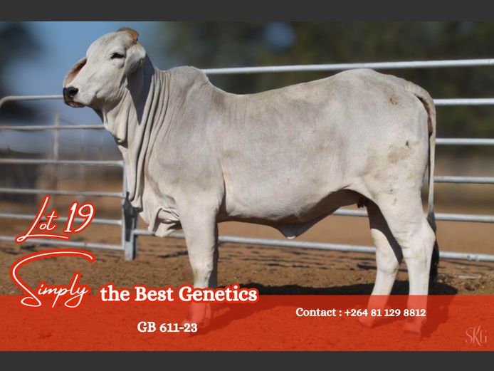 23-0611GB | GROENEWALDT BRAHMANE