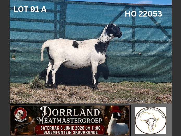 HO 22053 | Middelpunt Meatmasters