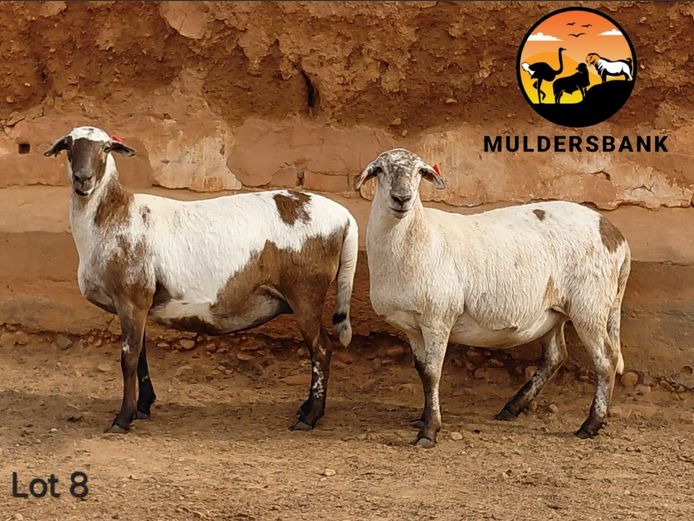 24-22 | Jaco Mulder - Mulderbank Meatmasters