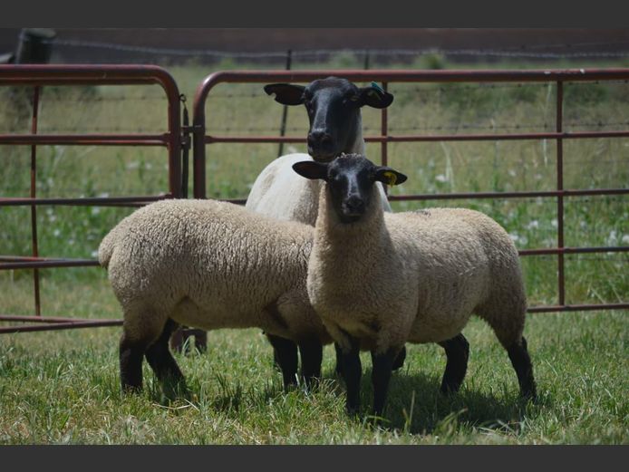 301 220031 | TWEESEUNS