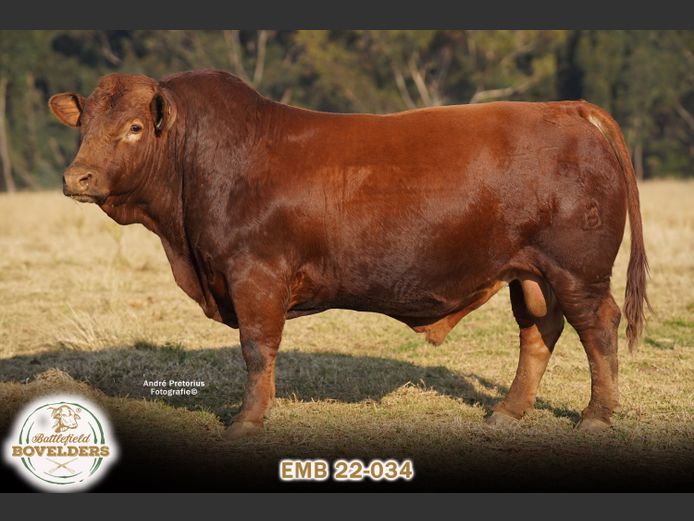 EMB 22-034 | WHITEROCKS BOVELDERS