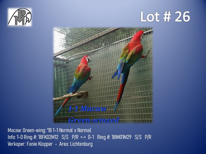 1-1 '18 Macaw: Green-wing: Normal x Normal - Fanie Klopper