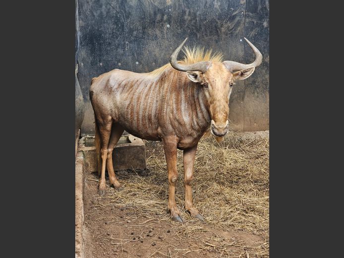 GOUE WILDEBEES | RDB SAFARIS