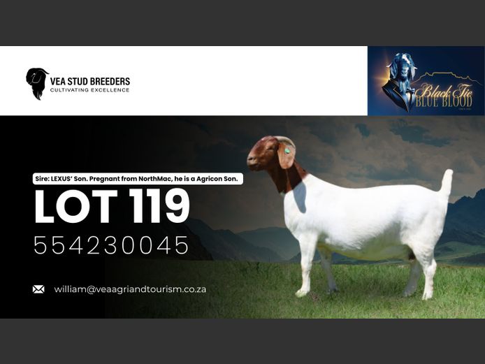 554 230045 | VEA Boerbokstoet 