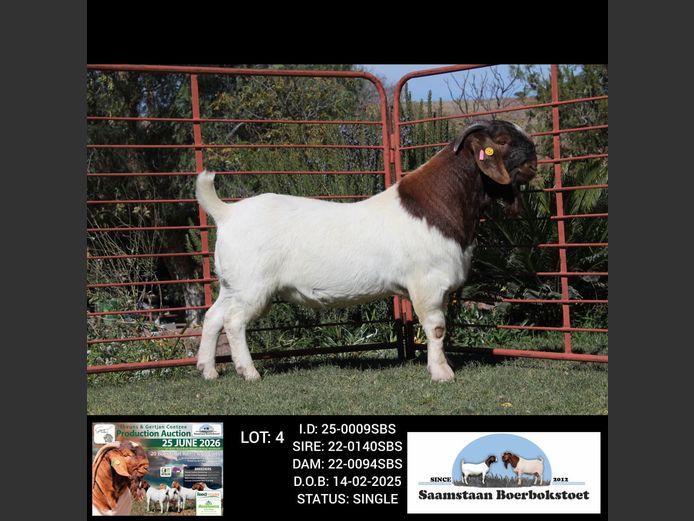 25-0009SBS | SAAMSTAAN BOERBOKSTOET