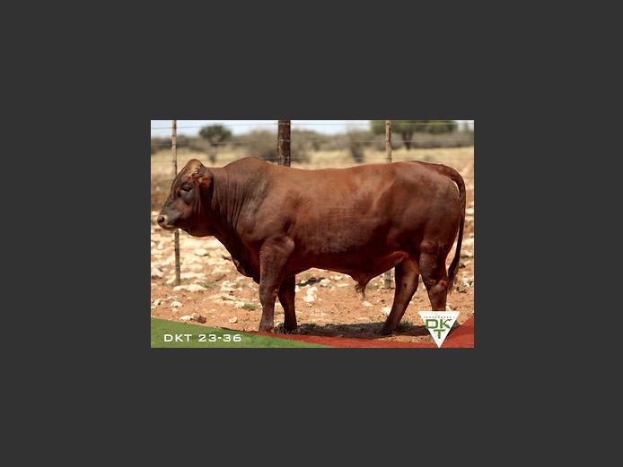 DKT 230036 | DKT BONSMARA