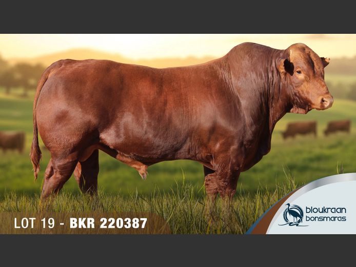 BKR220387 | BLOUKRAAN BONSMARAS