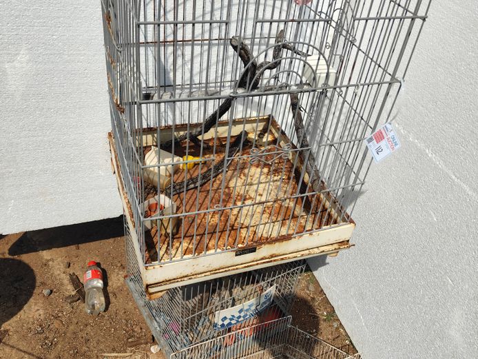 LOT BIRDCAGES