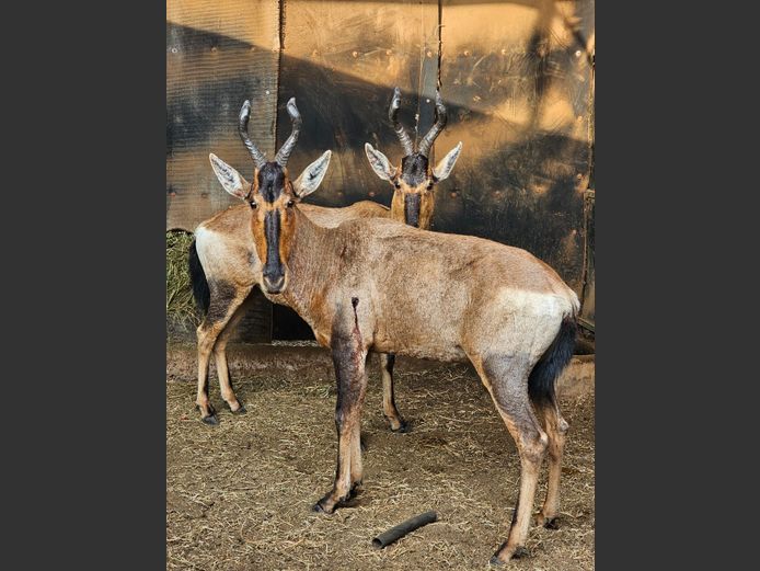 RED HARTEBEEST | SKUINSHOEK