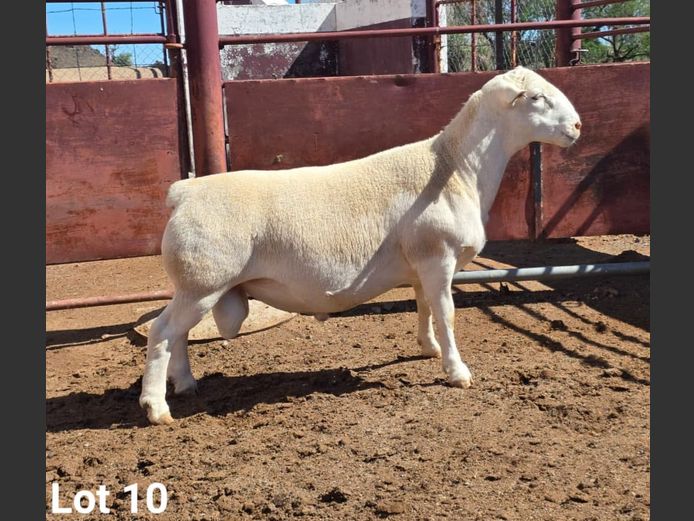 24348 | KASTEEL WITDORPERS