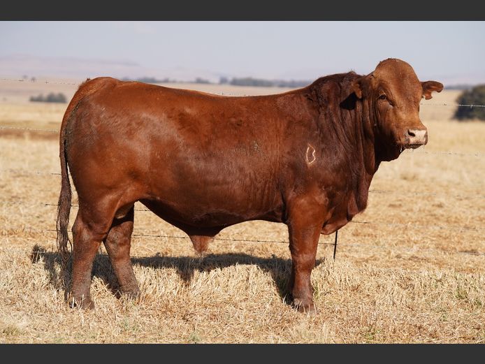 AG220303