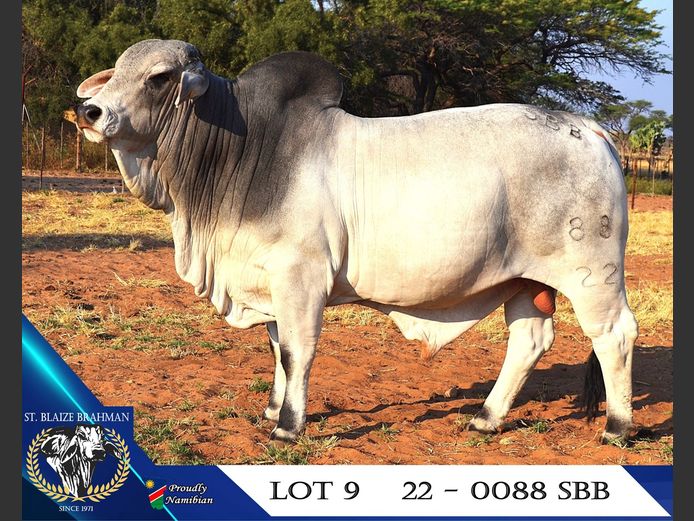 22-0088SBB | ST. BLAIZE BRAHMAN STOET