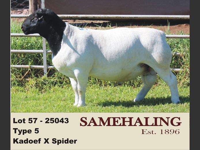 25043-330 | SAMEHALING DORPERS