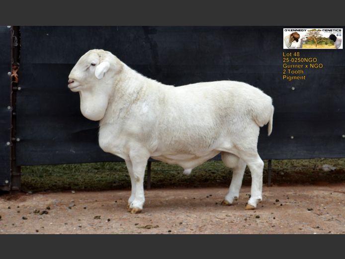 25-0250 NGO | O'KENNEDY GENETICS