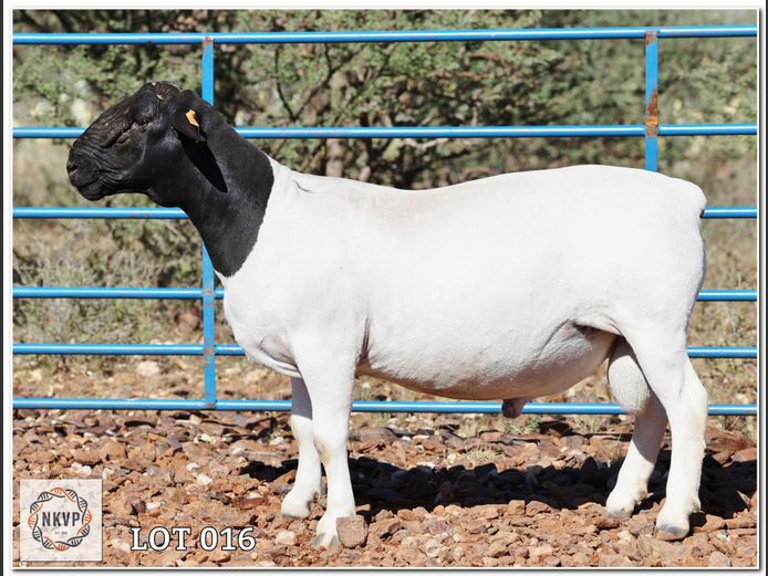 1772 24 0264 | H.G HUMAN