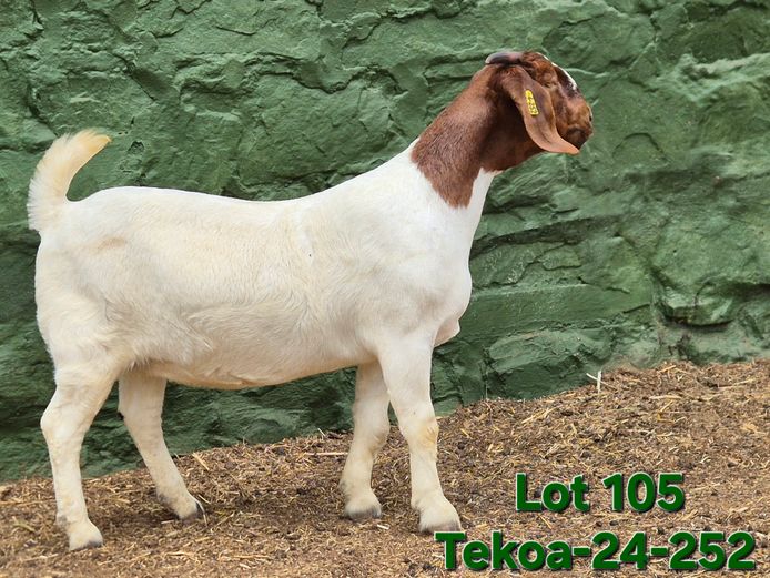 1673 240252 | Tekoa Boerbokstoet 