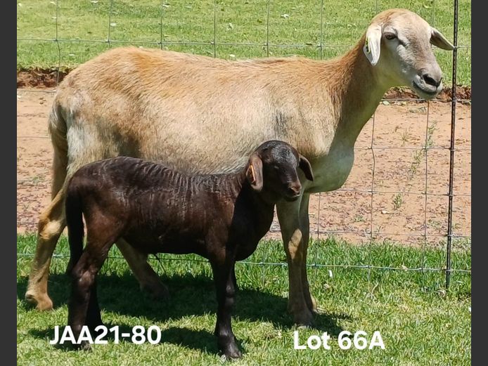 JAA 21-80 | Aucamp Meatmaster