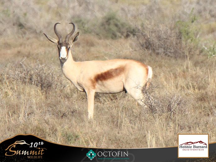 Copper Springbok Rams	