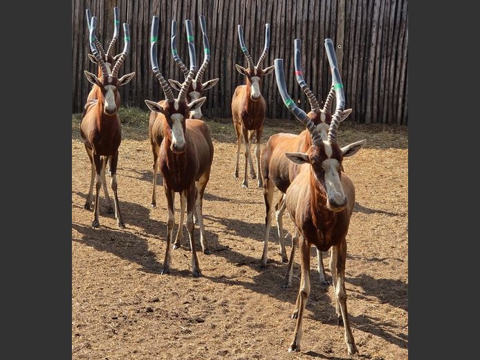 BLESBOK | HIGHLAND