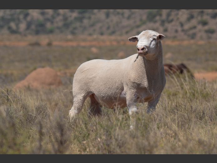 T 240274 | TWEE BROERS DORMER STOET