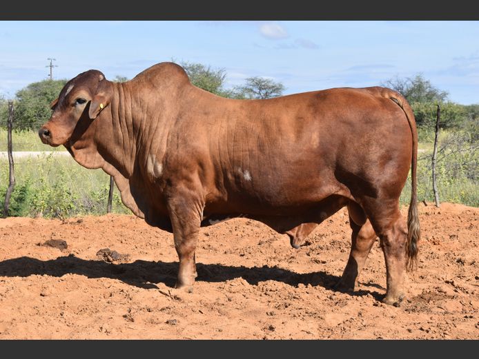 HB2277A | RUMBA SIMBRA