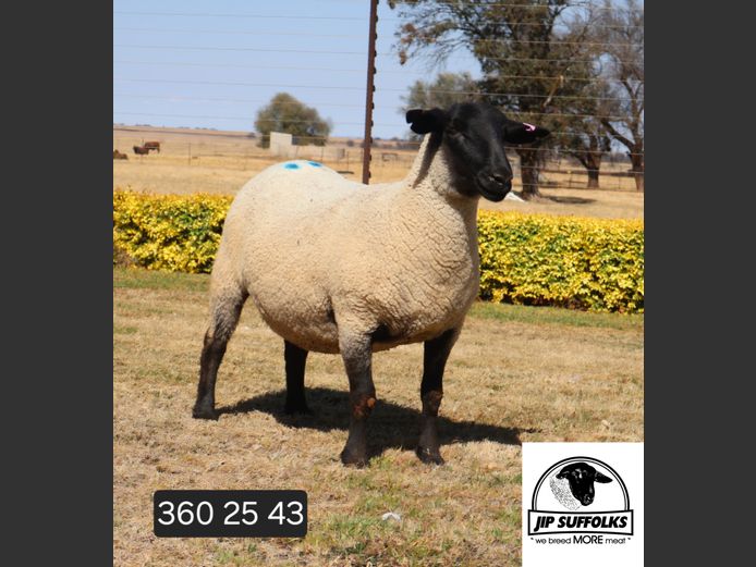 360250043 | J.I. POTGIETER