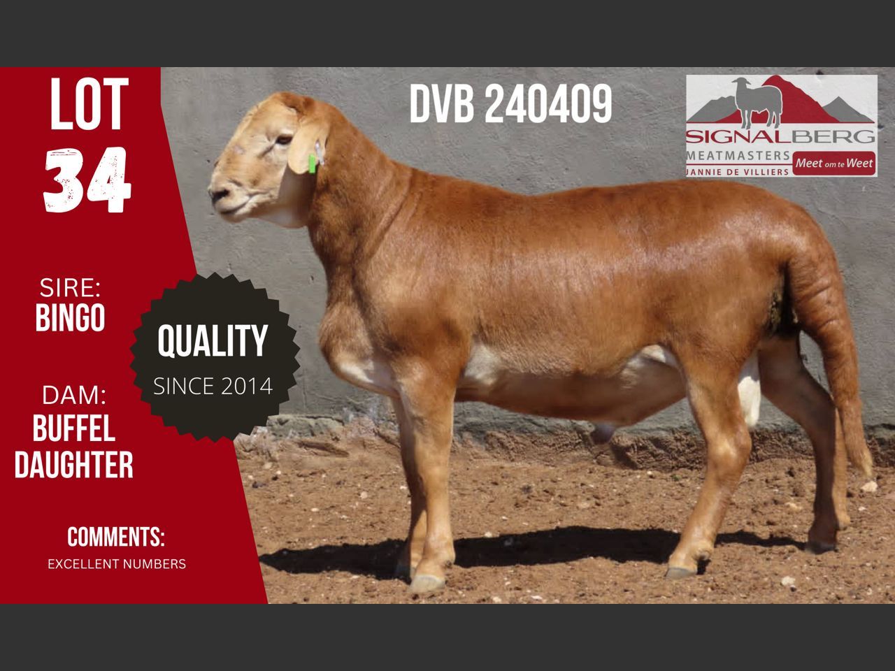 Lot 34 | SIGNALBERG MEATMASTERS 12TH MEATMASTER RAM AUCTION | SwiftVEE ...