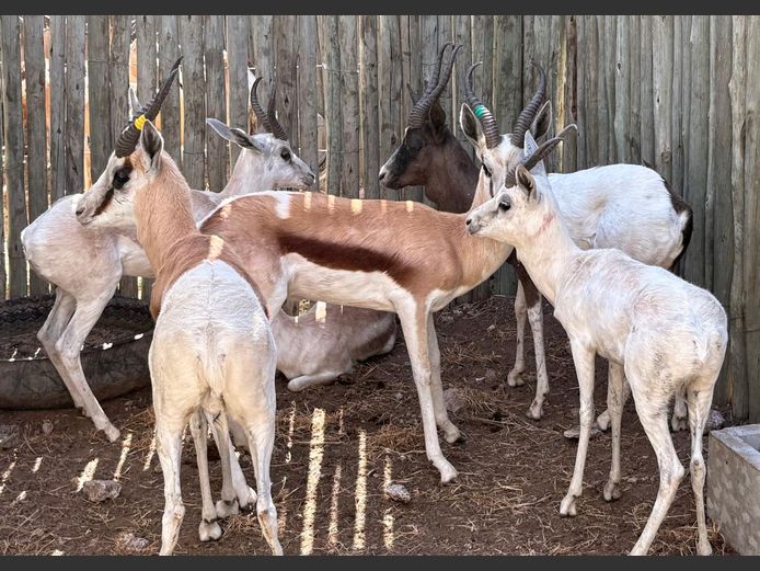 Konings Springbok Ram
