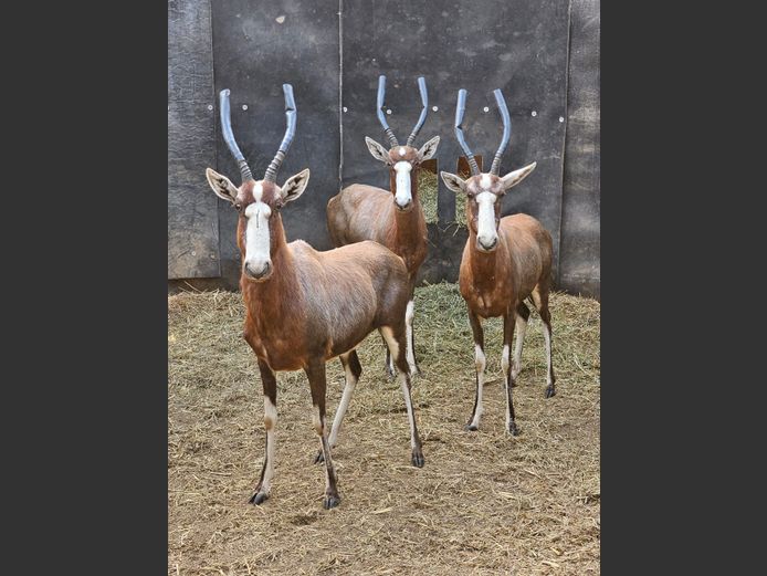 BLESBOK | BIRKEN VERVOER