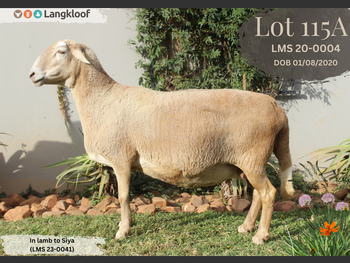 LMS 200004 | LANGKLOOF GAME FARM