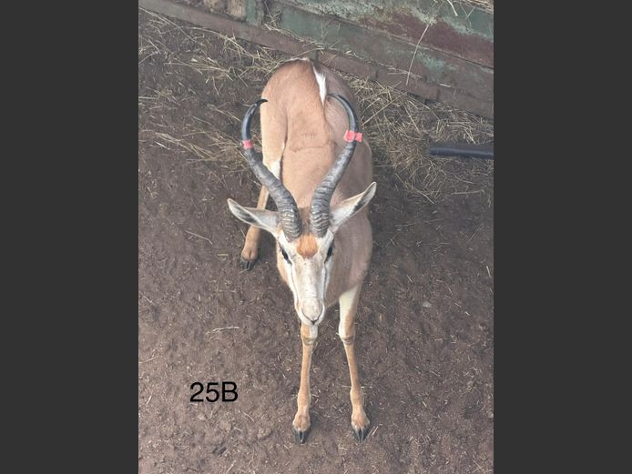 DAMARA SPRINGBOK | KEY GAME