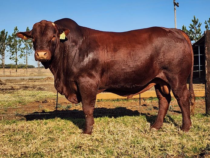 JO 220024 | J.J. ODENDAAL