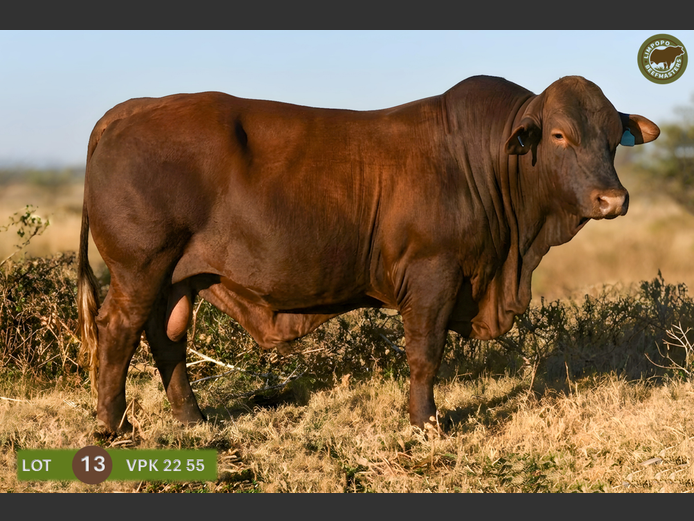 VPK220055 | WENKOR BEEFMASTERS