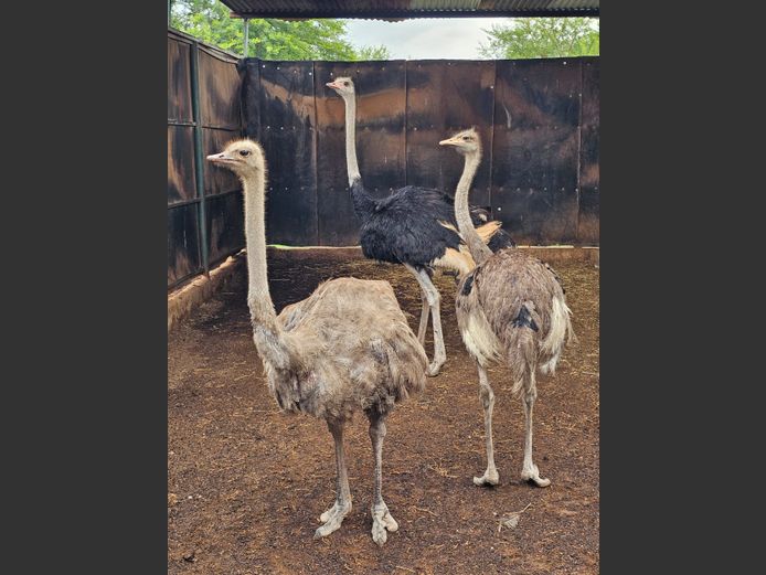 OSTRICHES | THE LITTLE HUT