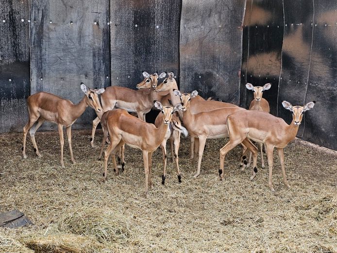 IMPALA | W. KLOPPERS