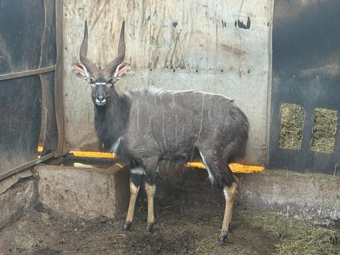 Njala Bul 