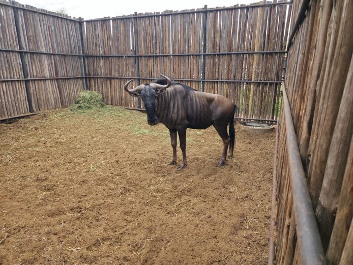 BLOUWILDEBEES | HANLEY