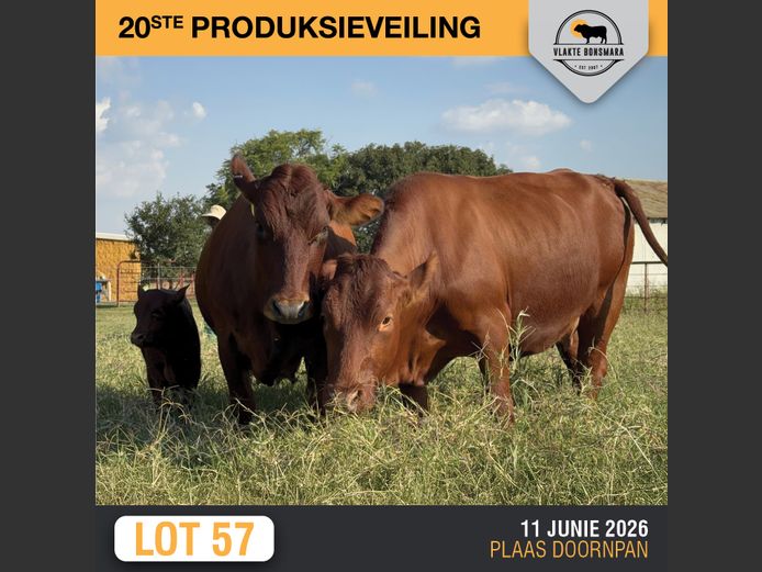 Commercial Animals | ELANDSKERK BEES BOERDERY