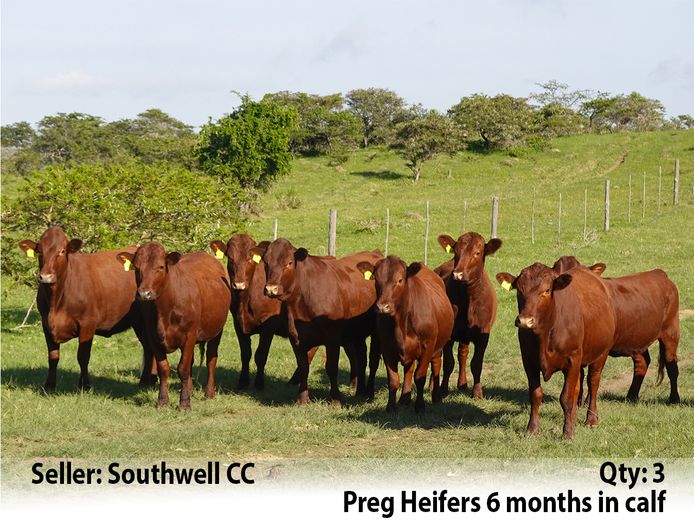 Commercial Animals | Southwell Cattle Co