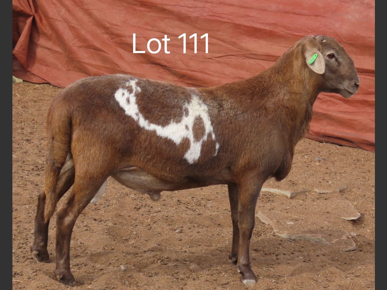 images