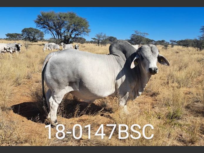 18-0147BSC | WISANA BRAHMAN

