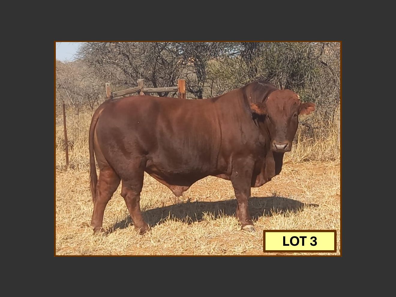 Lot 3 BRISTOW BONSMARA 52ND ANNUAL PRODUCTION SALE SwiftVEE Livestock & Cattle cast