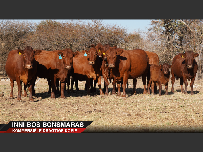 Commercial Animals | Inni-Bos Bonsmaras - Marble hall