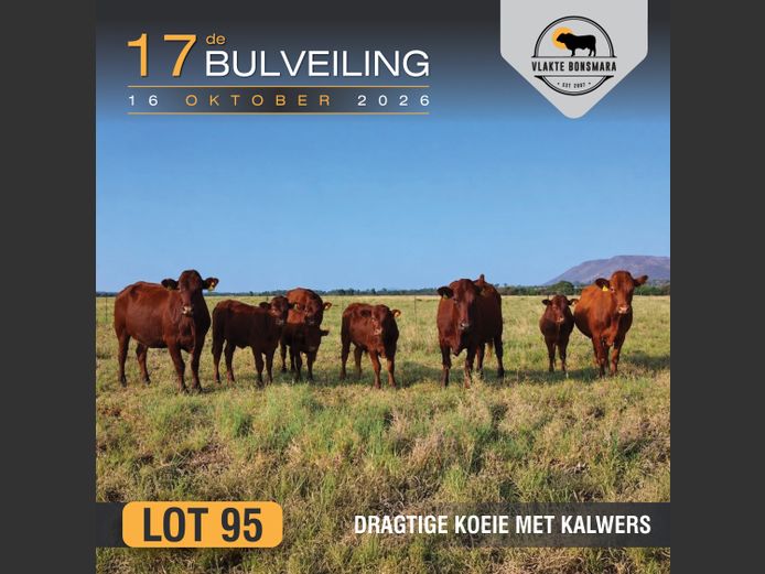 Commercial Animals | Moorddrift Bonsmaras